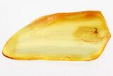 Detailed Fossil Parasitoid Wasp (Idris) in Baltic Amber #328195-1